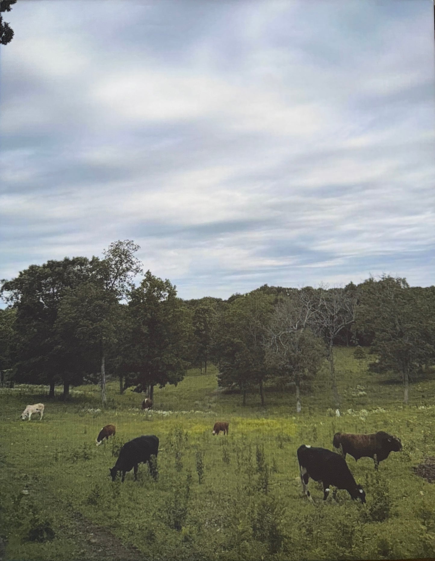 The Whole Gang 11x14 canvas