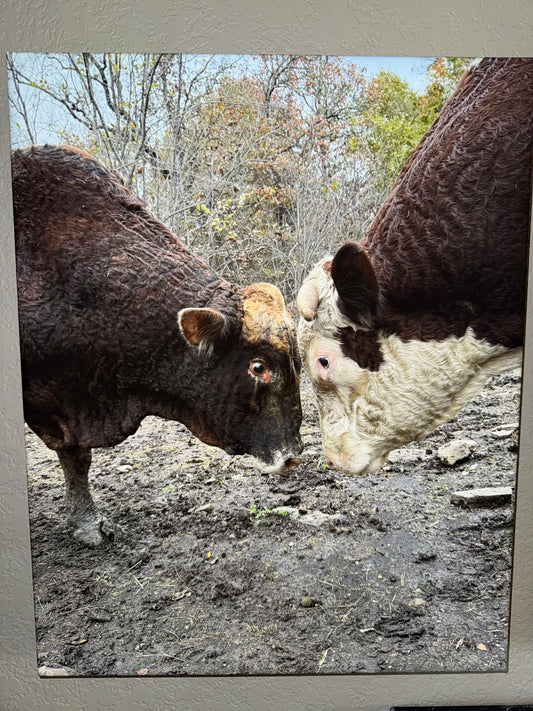 Rufus VS Redford 16x20 canvas