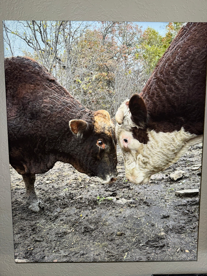 Rufus VS Redford 16x20 canvas – Loughridge Ranch