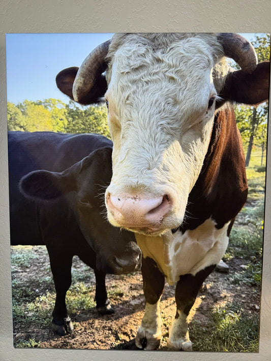 Rufus & Roxanne 16x20 canvas